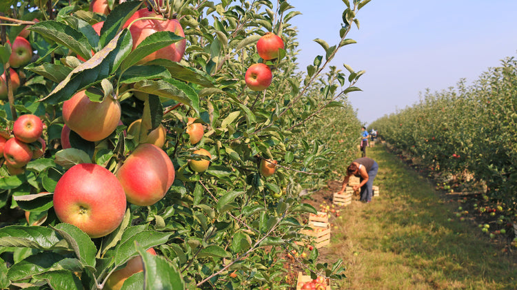 APPLE CIDER 24-pack